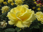IMG_8085.jpg