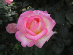 IMG_8110.jpg