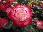 IMG_8113.jpg