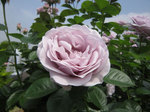 IMG_8115.jpg
