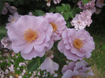 IMG_8118.jpg