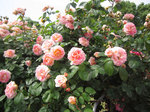 IMG_8135.jpg