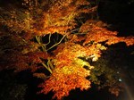 IMG_8288.jpg