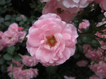 IMG_8419.jpg