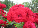IMG_8559.jpg