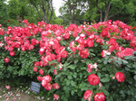 IMG_8565.jpg