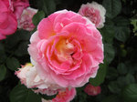 IMG_8574.jpg