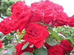 IMG_8579.jpg