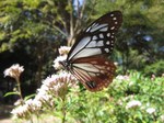 IMG_8987.jpg