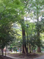 P1090973a.jpg