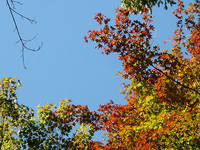 P1100065a.jpg