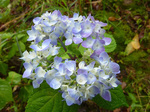 P1150323a.jpg