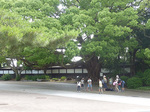 P1150430a.jpg
