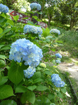 P1150448a.jpg