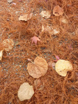 P1210201a.jpg
