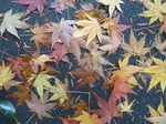 P1210692a.jpg