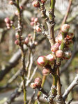 P1210815a.jpg