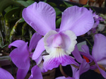 P1220835a.jpg